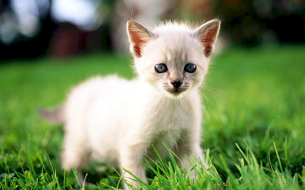Kleine Katzen