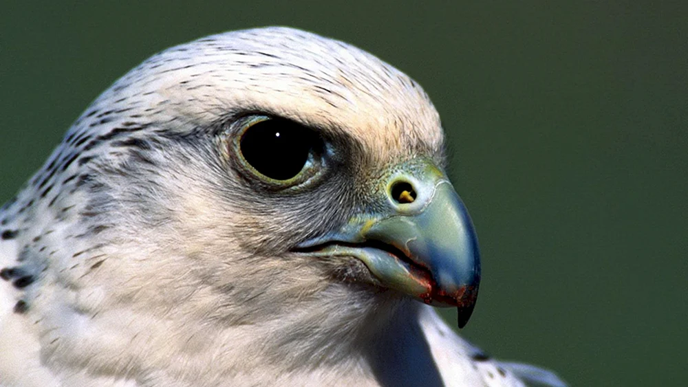 Weißer FalkeGyrfalkeGyrfalke