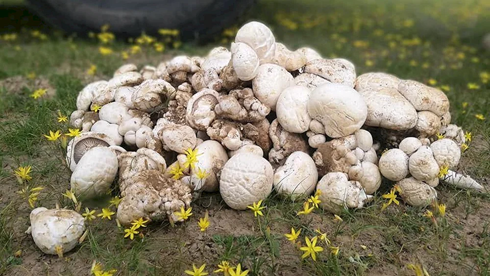 Pilze in Usbekistan essbar