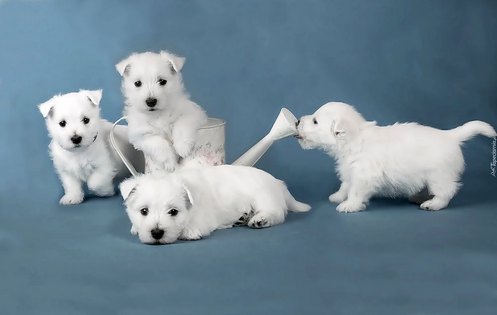 Bichon Frise