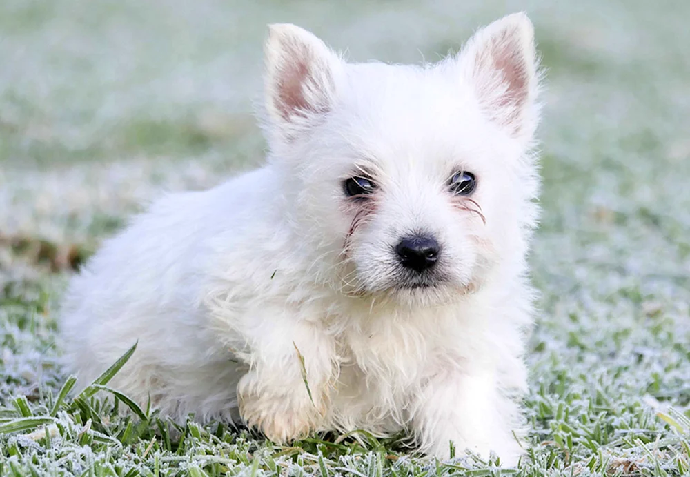 West Highland White Terrier