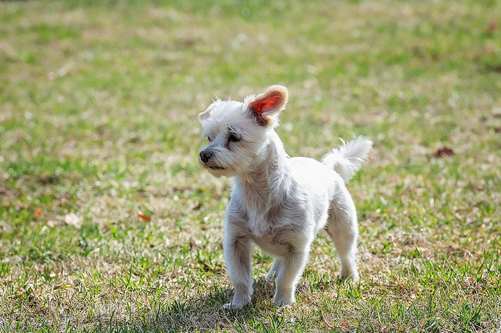 West Highland White Terrier