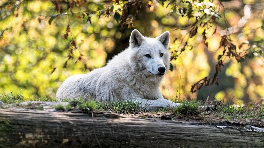 Weißer Wolf