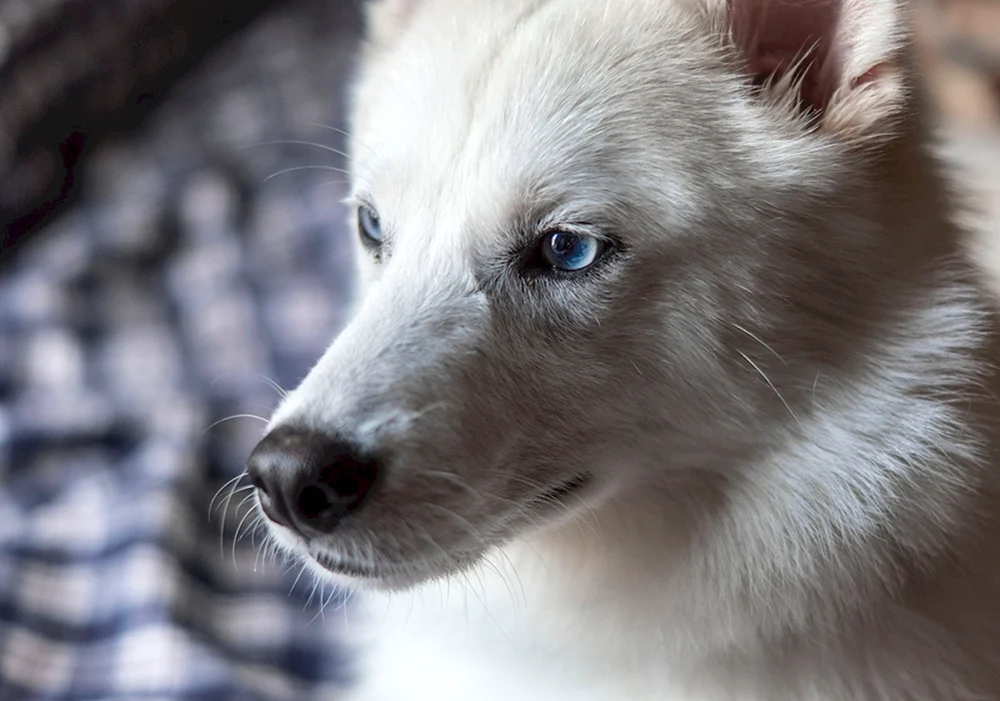 Husky Heterochromie