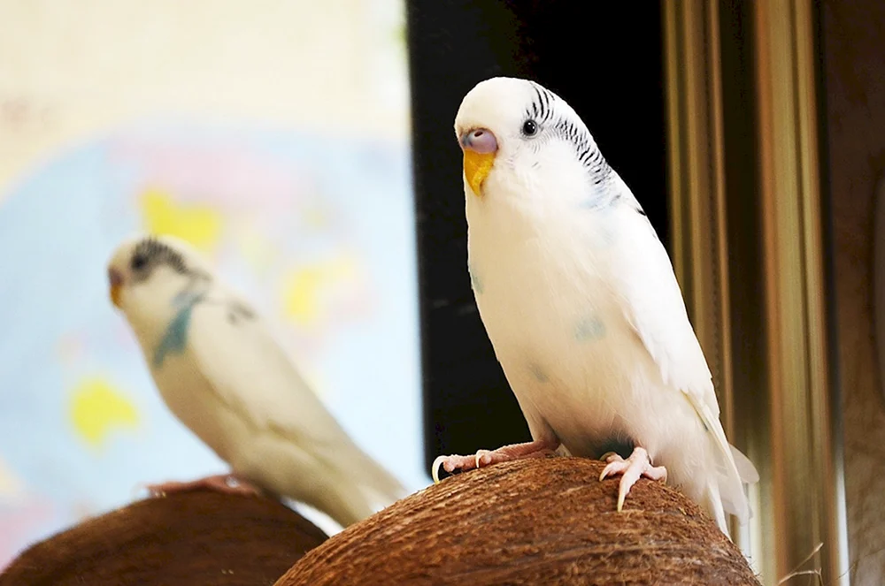 Opalinus Wellenpapagei