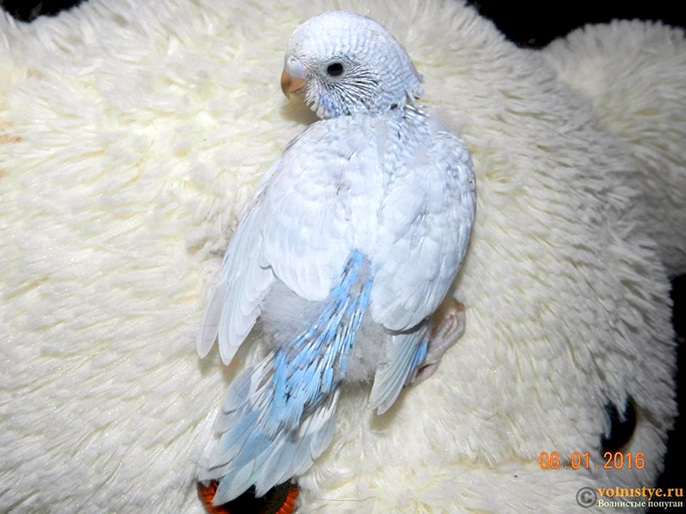 Albino Wellenpapagei
