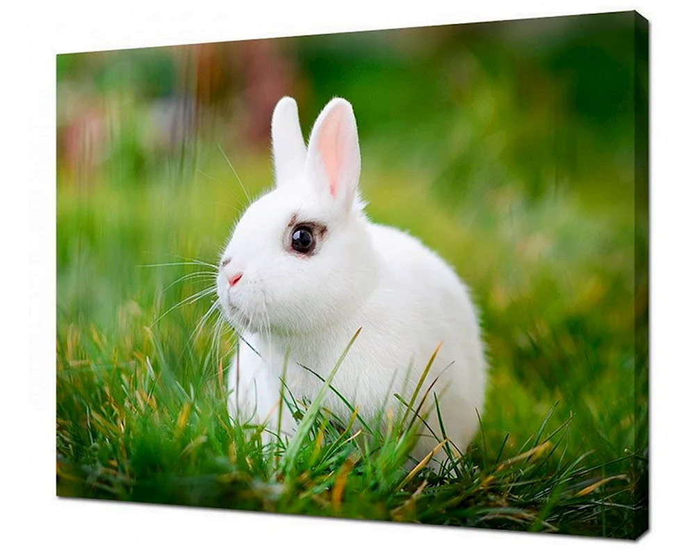 Junges Kaninchen