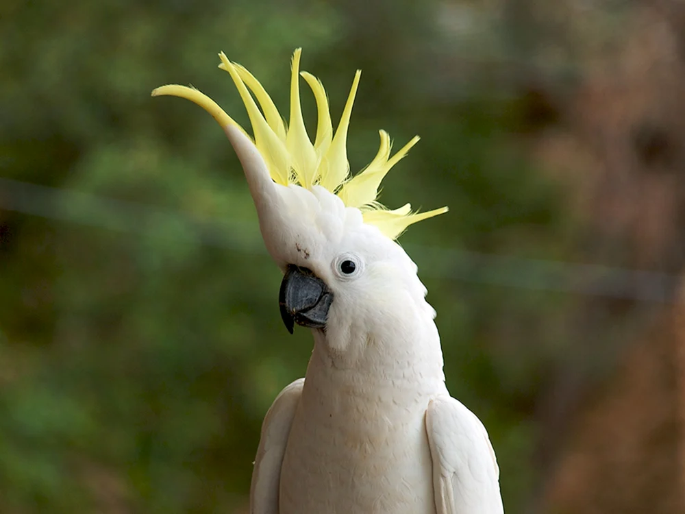 Papagei. Kakadu