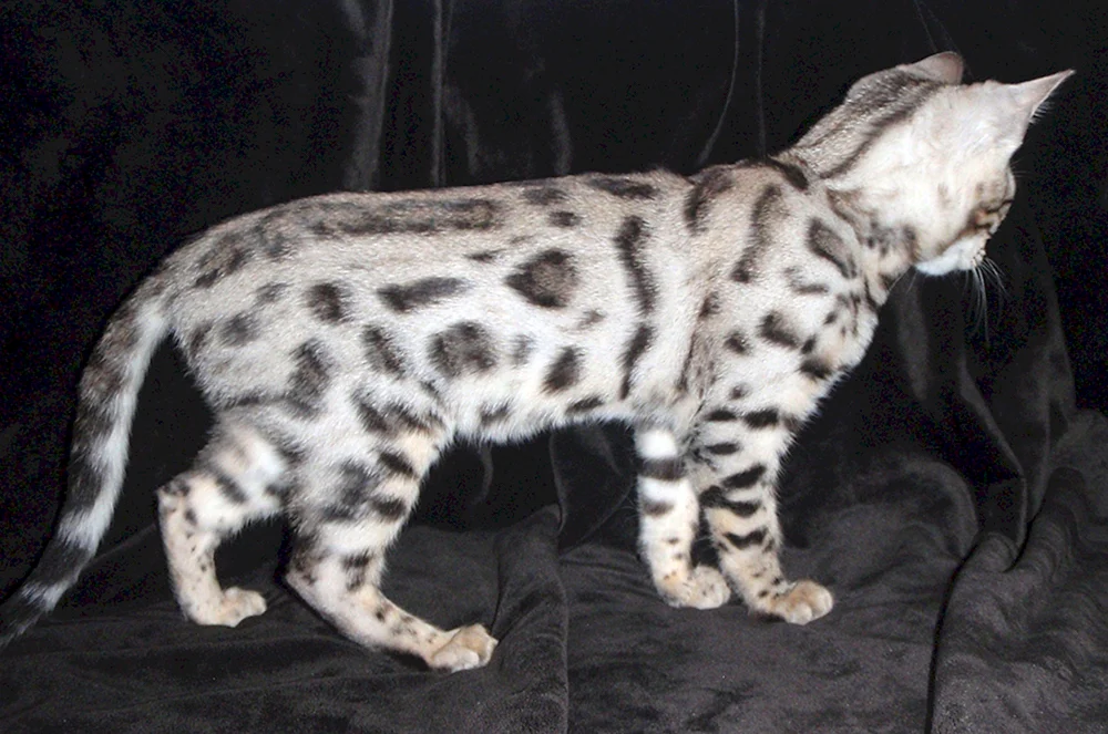 Bengal Katze Linx