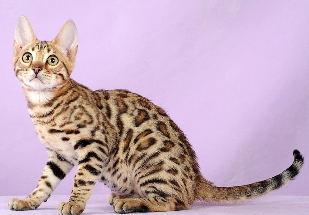 Bengal Katze Linx