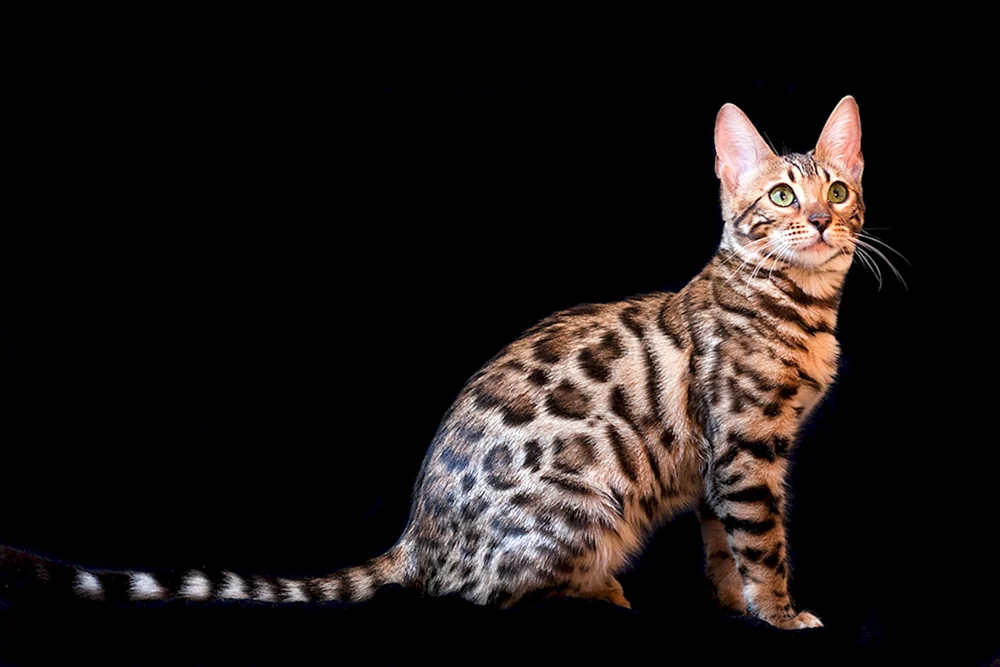 Bengalische Katze