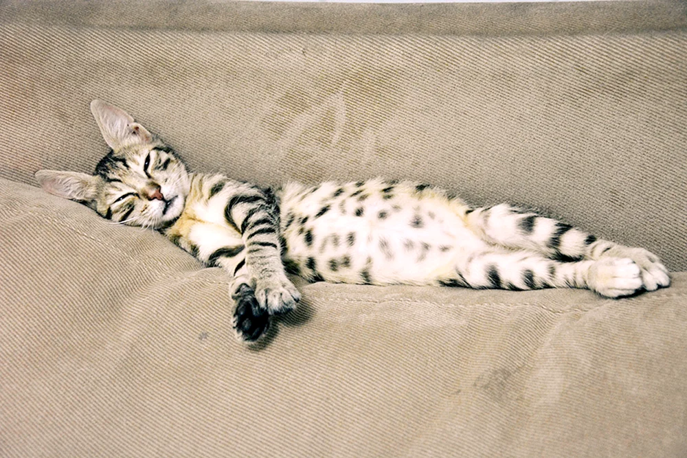 Bengal Katze Linx