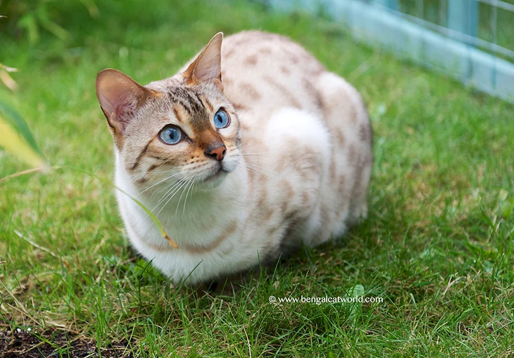 Bengal Schnee Linx