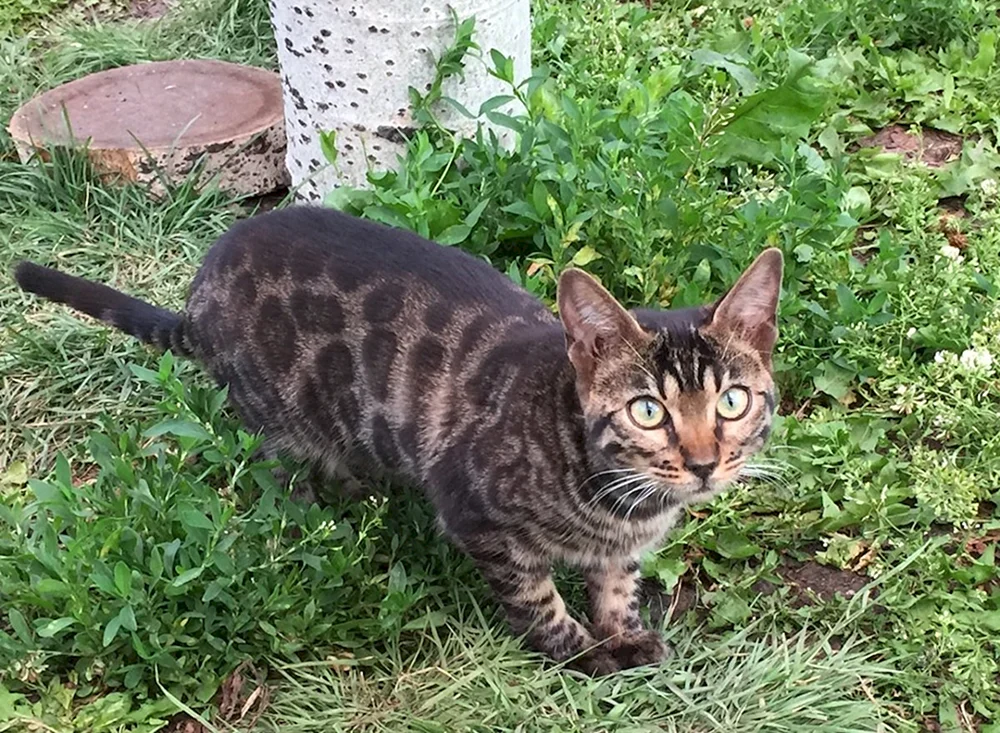 Bengal métis cat