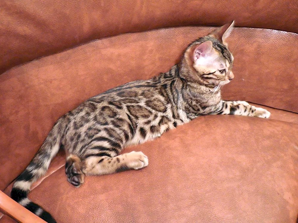 Bengal métis cat