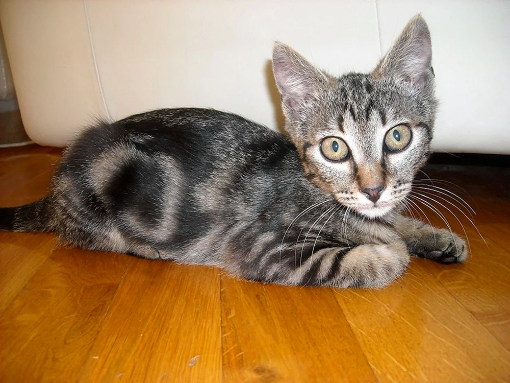 Bengal métis cat