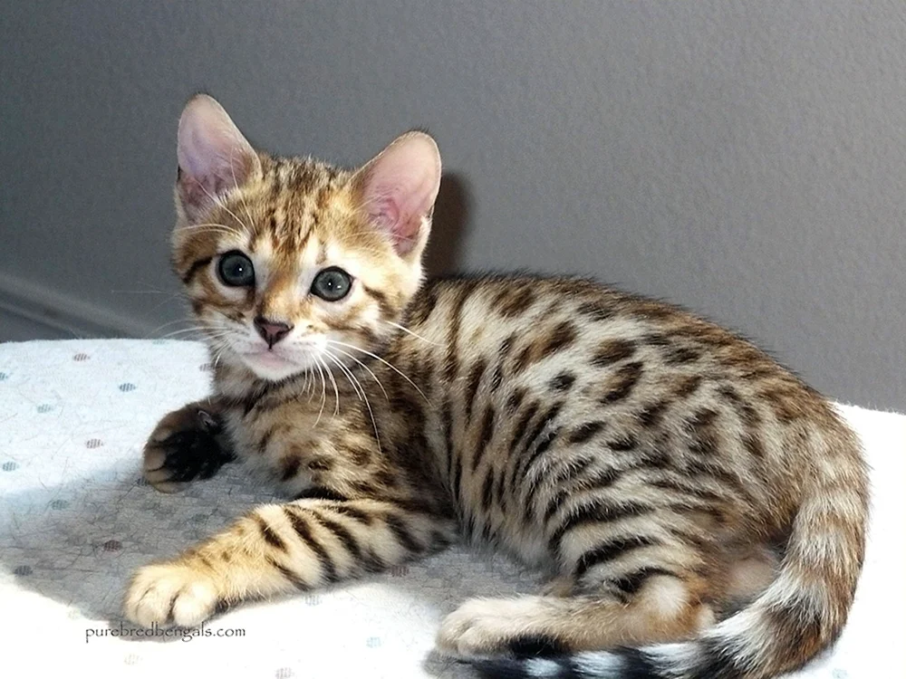 Bengal métis Katze