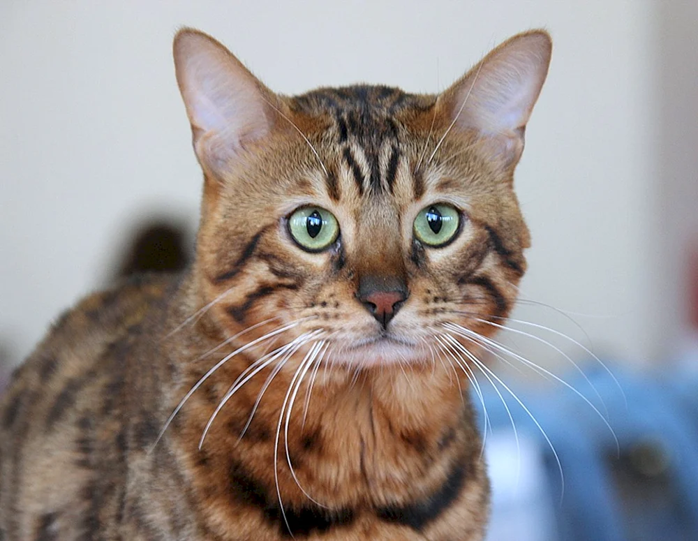 Bengal métis Katze gestreift