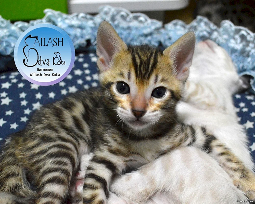 Siamesco Bengal Katze