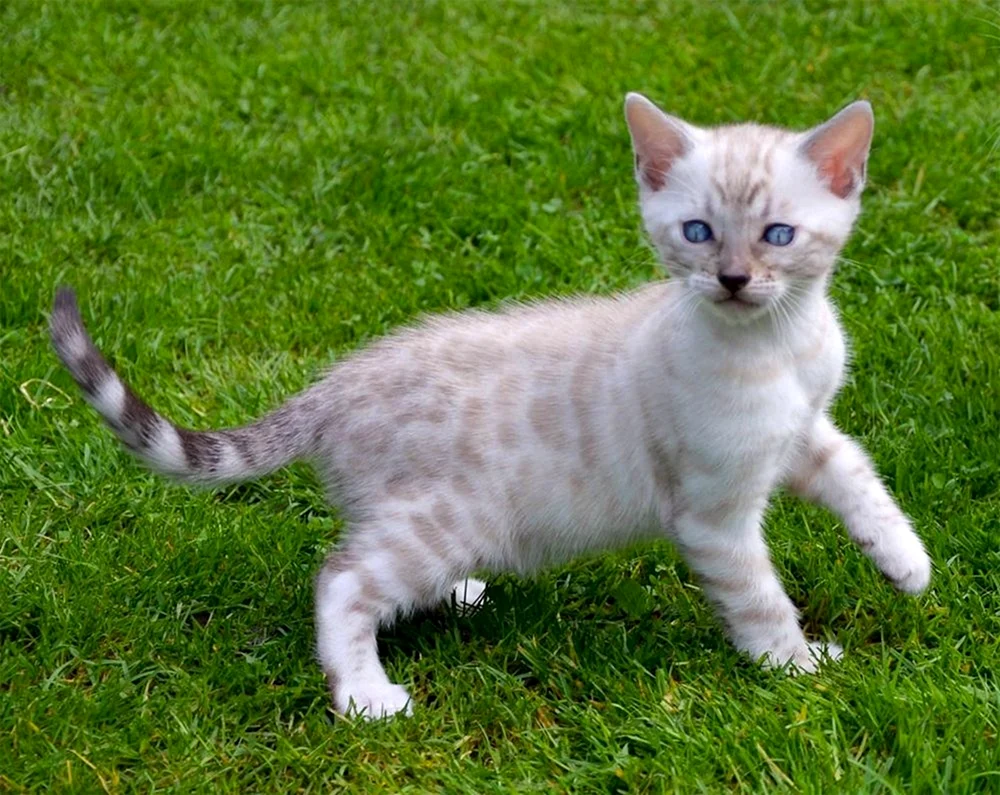 Bengal Schnee Lynx