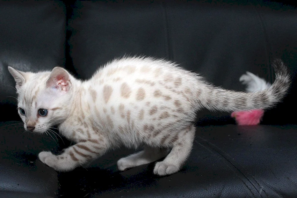Bengal Katze Linx