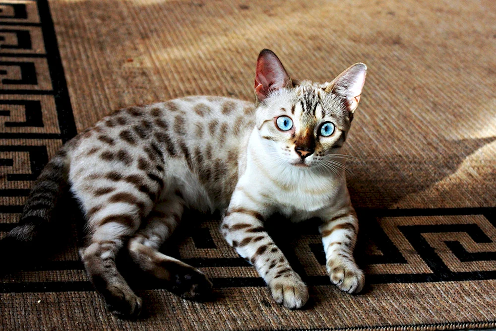Bengal Katze Linx