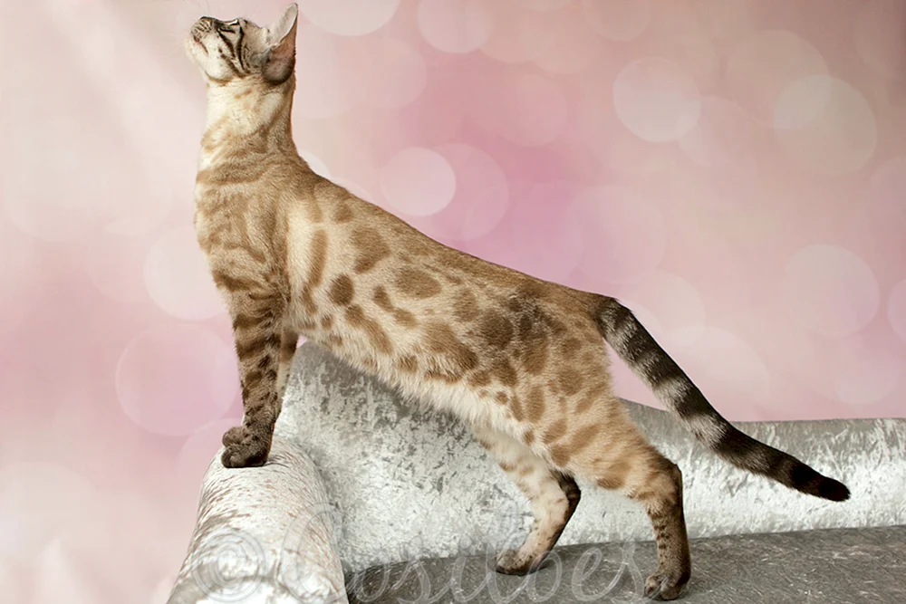 Bengal Katze albino