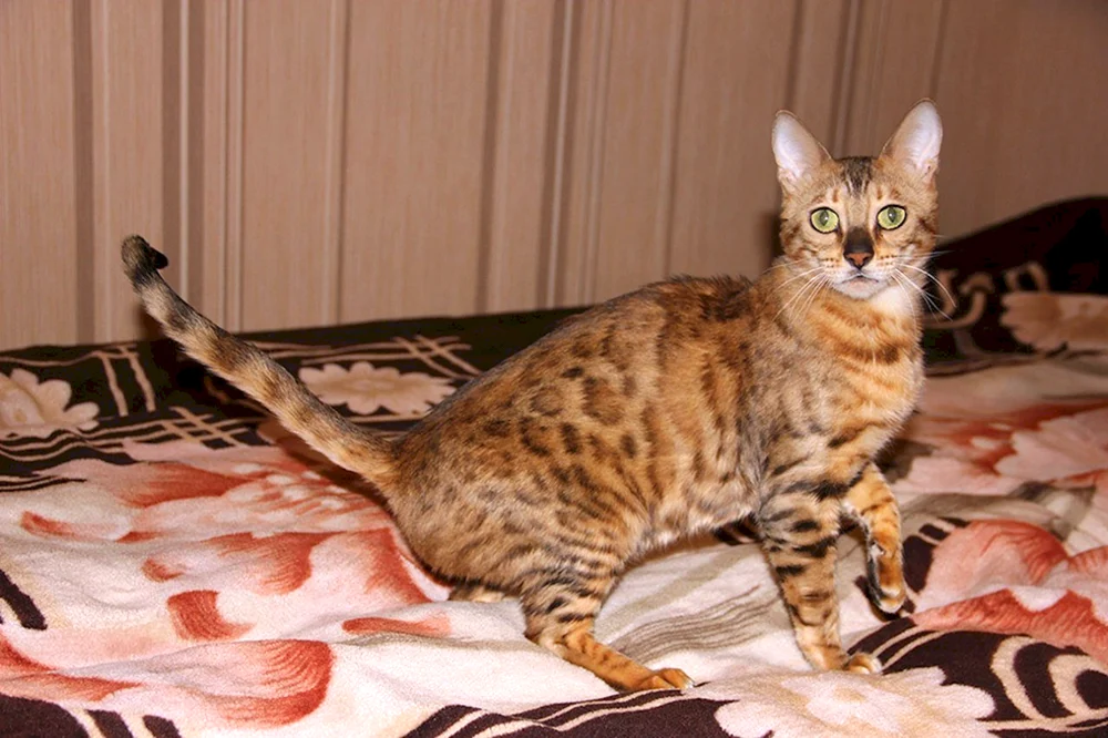 Bengal métis cat