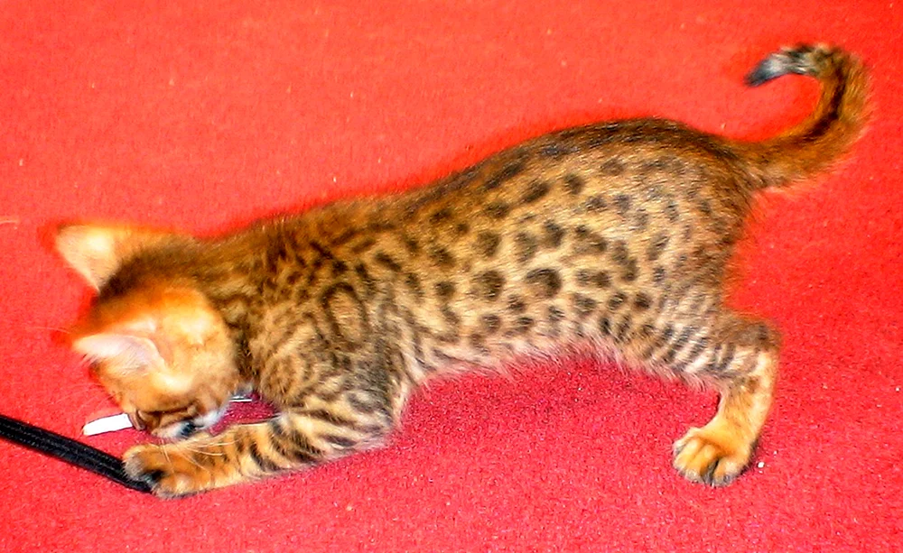 Bengal métis Katze