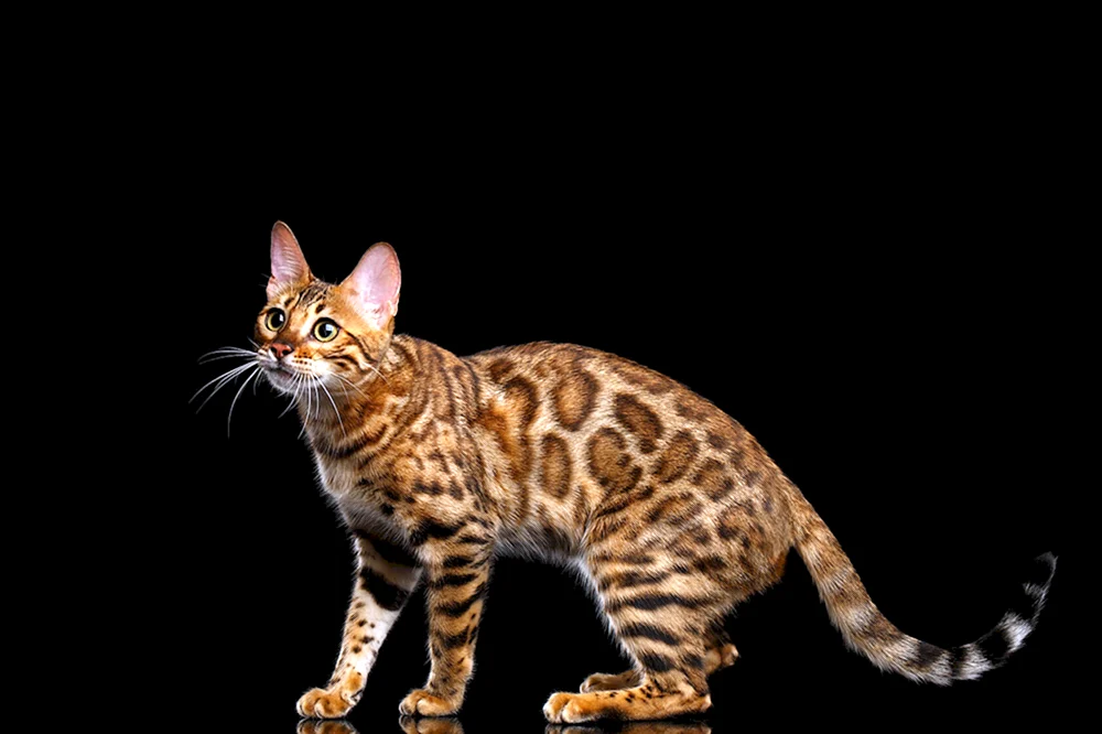 Bengalische Kurzhaarkatze
