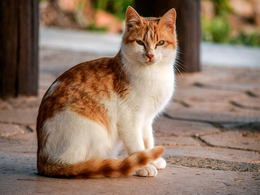 Bengalische Kurzhaarkatze rot