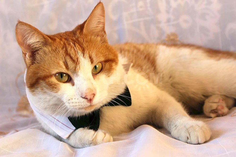 Burmilla Katze rot