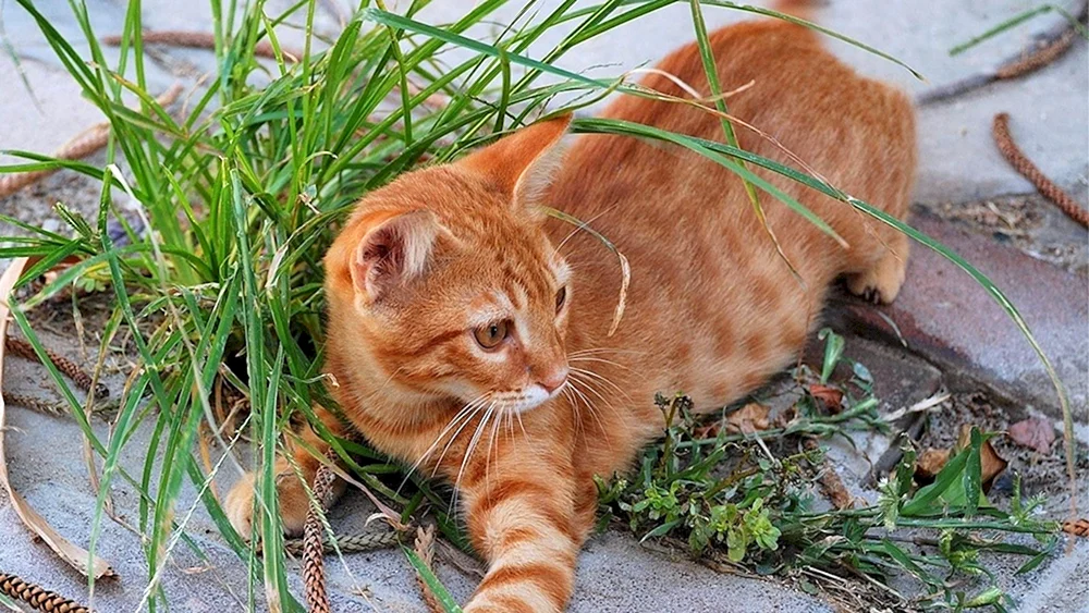 Bengalische Kurzhaar-Katze ingwer