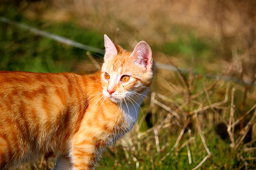 Europäisch Kurzhaar tabby rot