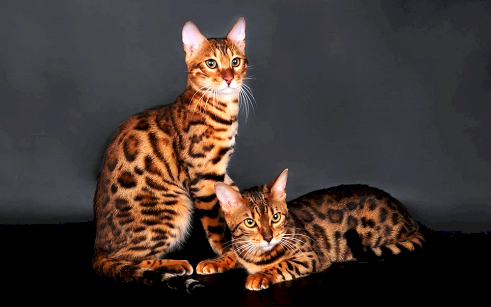 Bengal-Katze