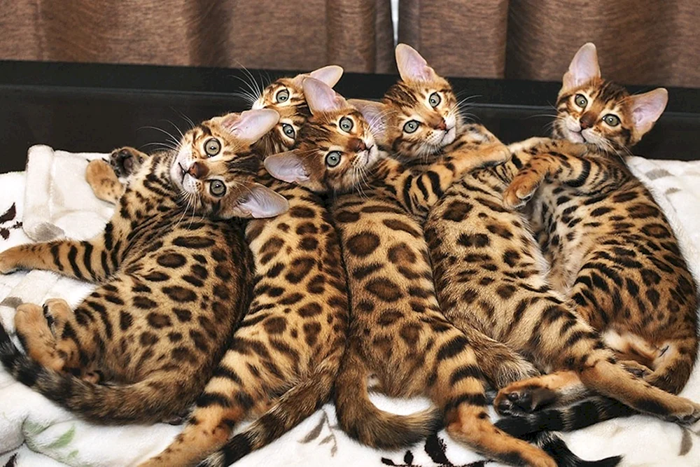 Bengal-Katze