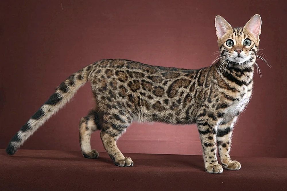 Bengal-Katze