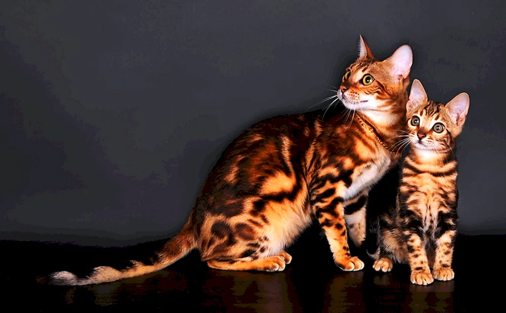 Bengal-Katze