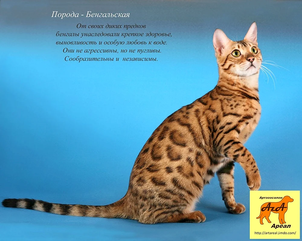 Bengalische Katze