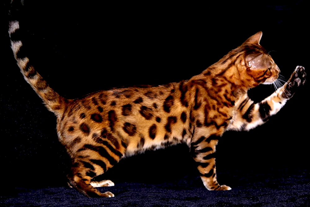 Bengalische Katze