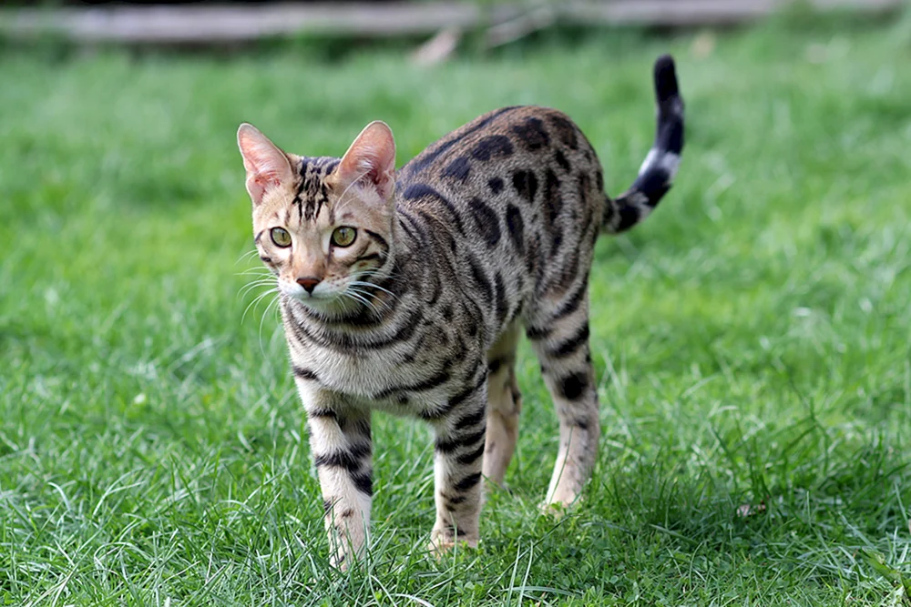 Bengalische Katze