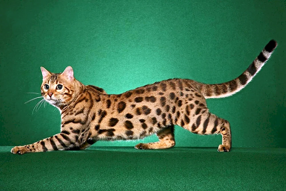 Bengalische Katze