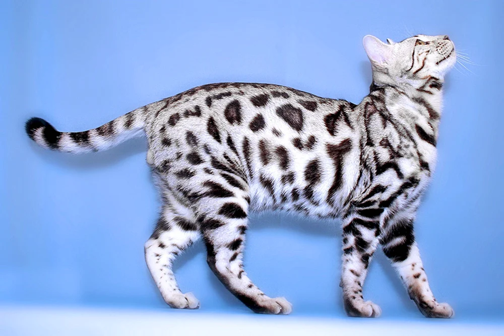 Bengalkatze