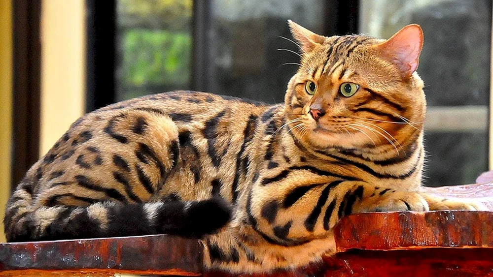 Bengal-Katze