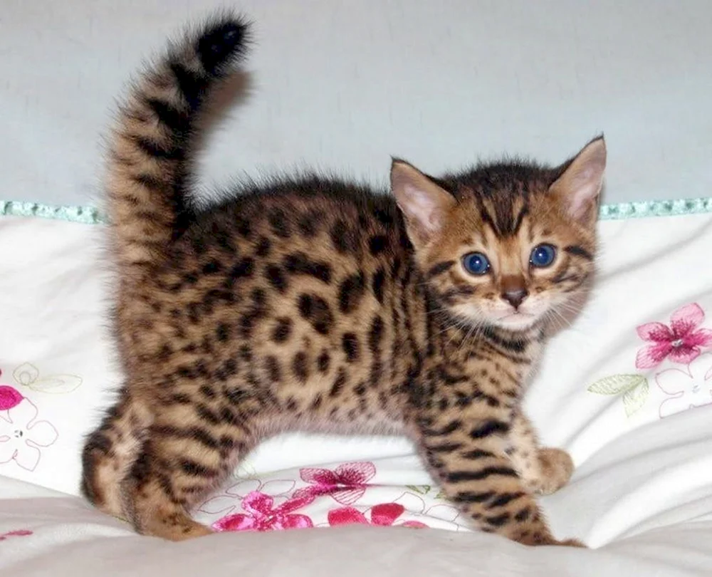 Bengalkatze