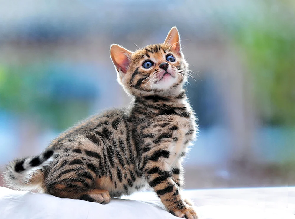 Bengalische Katze
