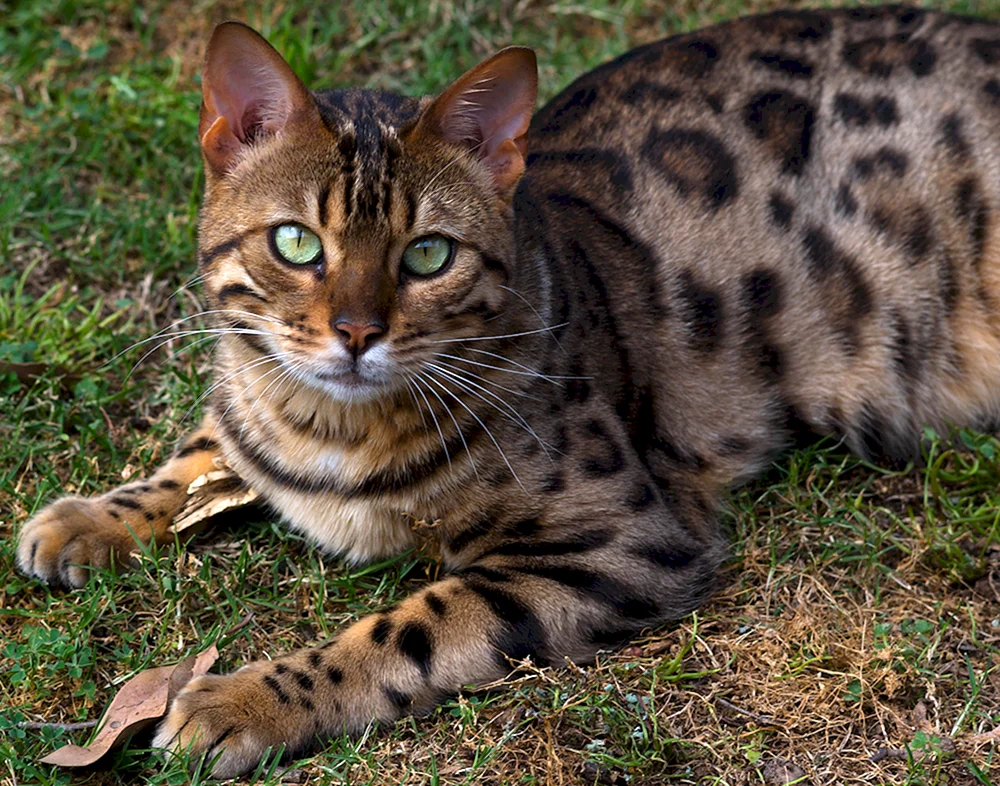 Bengal-Katze