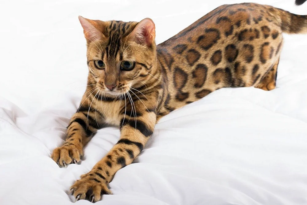 Bengal-Katze