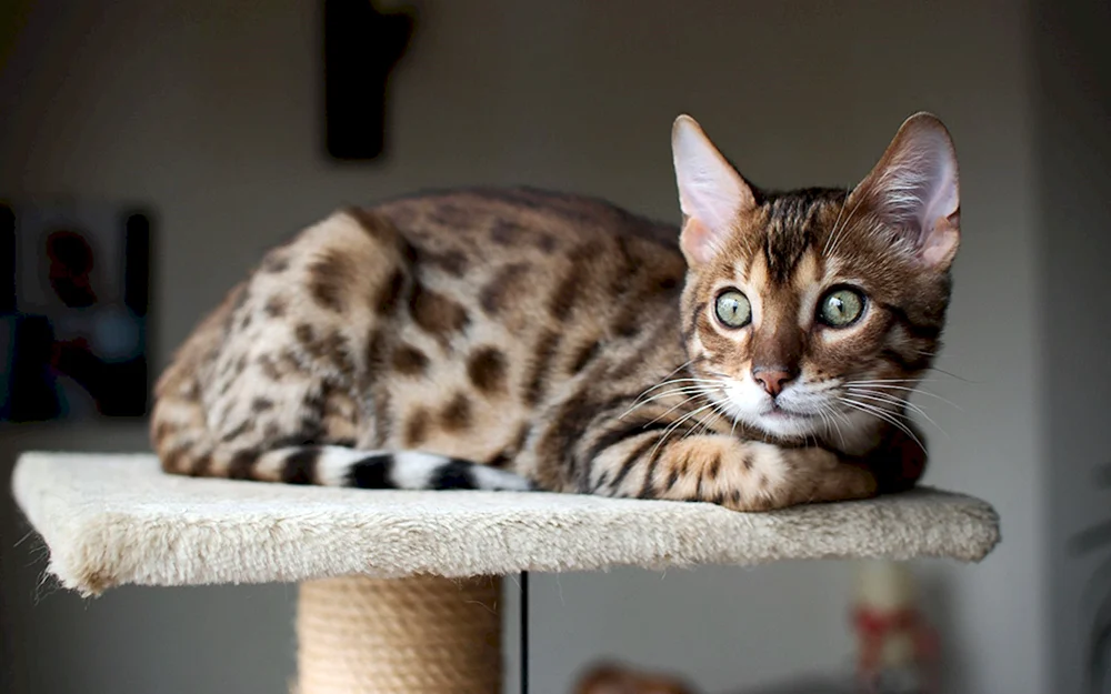 Bengal-Katze