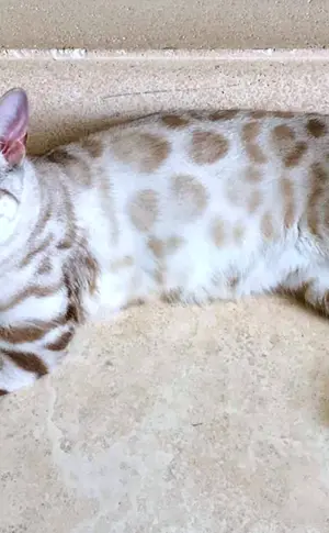 Bengalkatze Luchs Bengalkatze schneebedeckt Luchs Bengalkatze schneebedeckt Luchs Bengalkatze schneebedeckt Luchs Bengalkatze Luchs Bengalkatze schneebedeckt Lynx